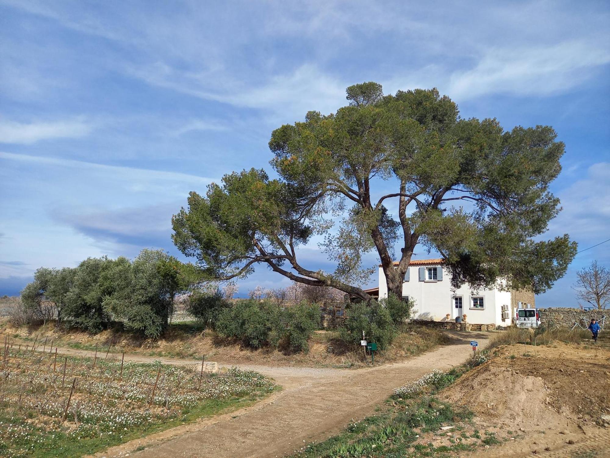 Villa Domaine Saint Augustin Rieux-Minervois Exterior foto